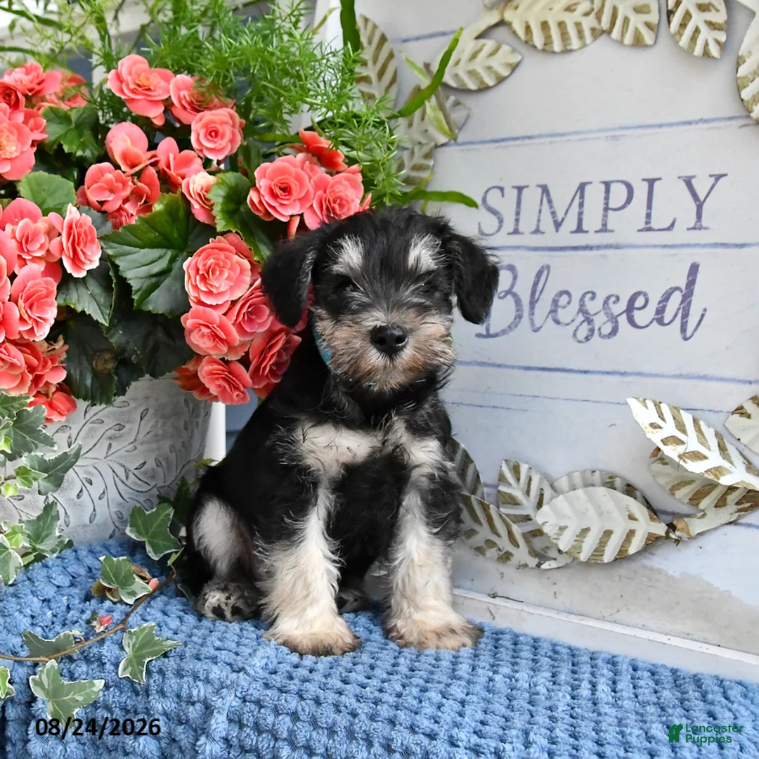 Miniature Schnauzer dogs for sale: Blue - Ad 1