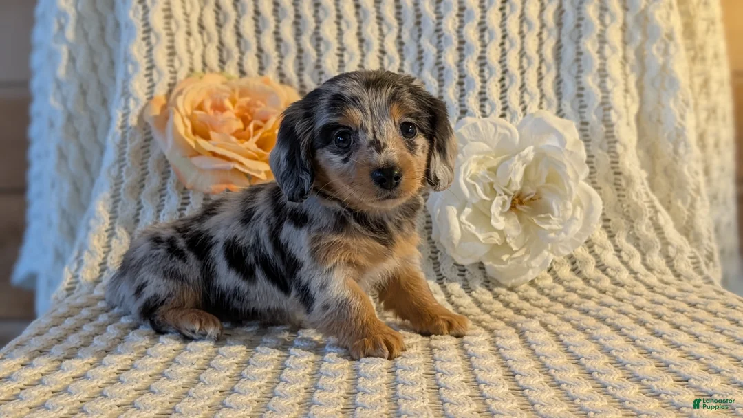 Miniature Dachshund dogs for sale: Lyla - Ad 10