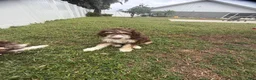 Aussiedoodle dogs for sale: Aussiedoodle 3 - Ad 5