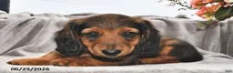 Miniature Dachshund dogs for sale: Murphy - Ad 1