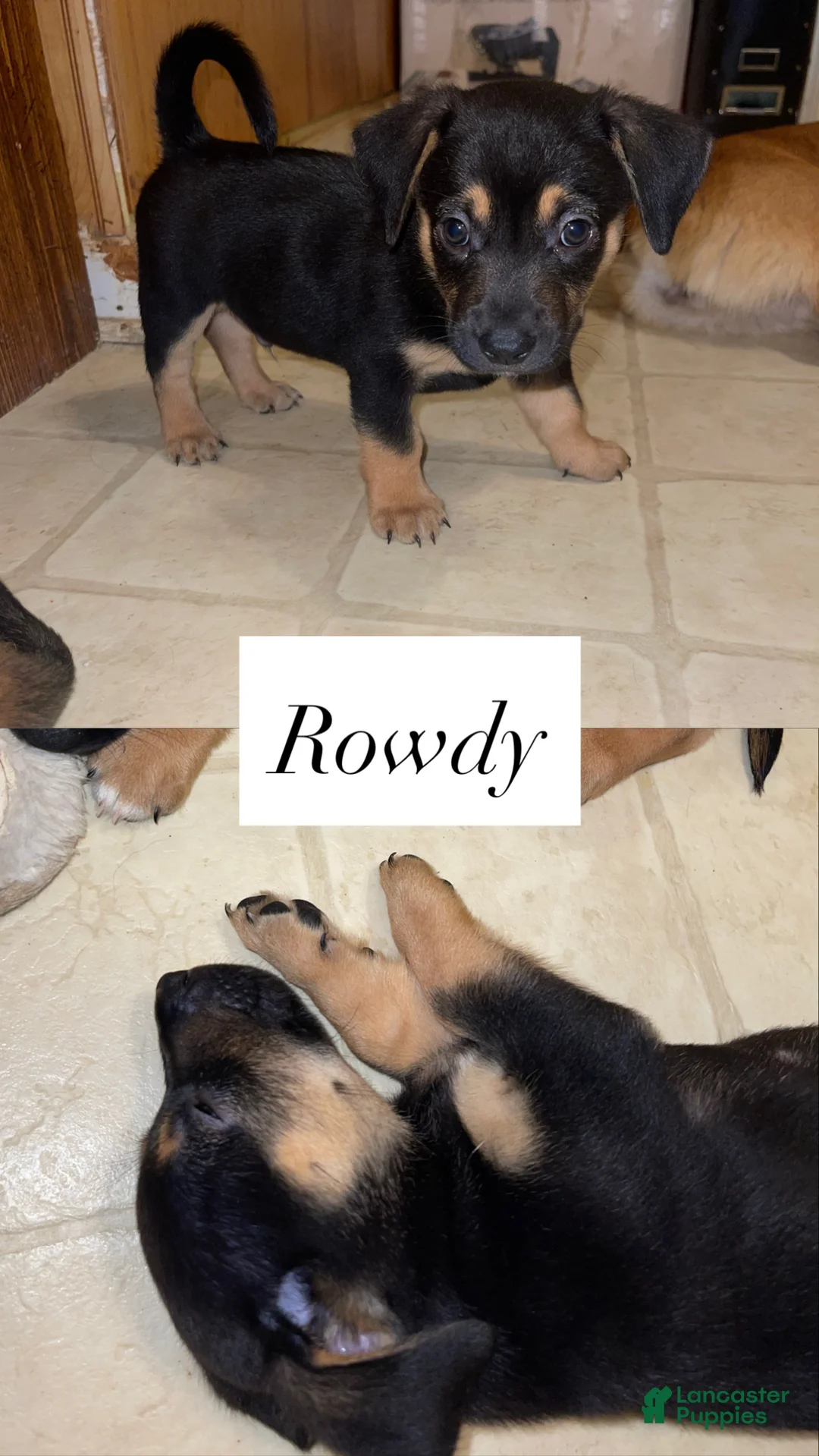 Mixed Breed dogs for sale: Frijoles - Ad 11