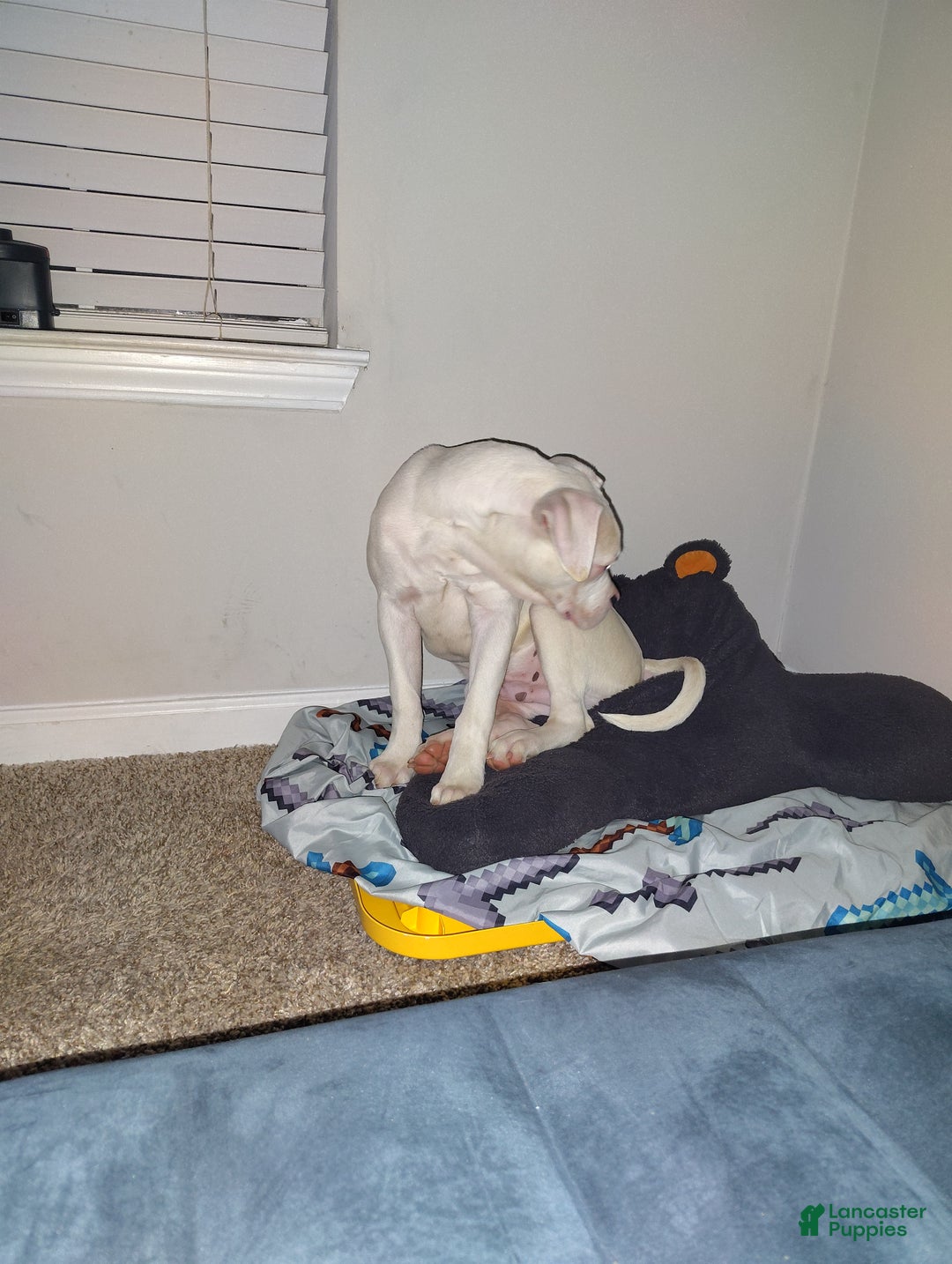 Mixed Breed dogs for sale: Mixed Breed Puppy 1 - Ad 4