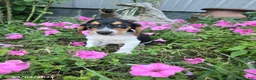 Beagle dogs for sale: Brody - Ad 3