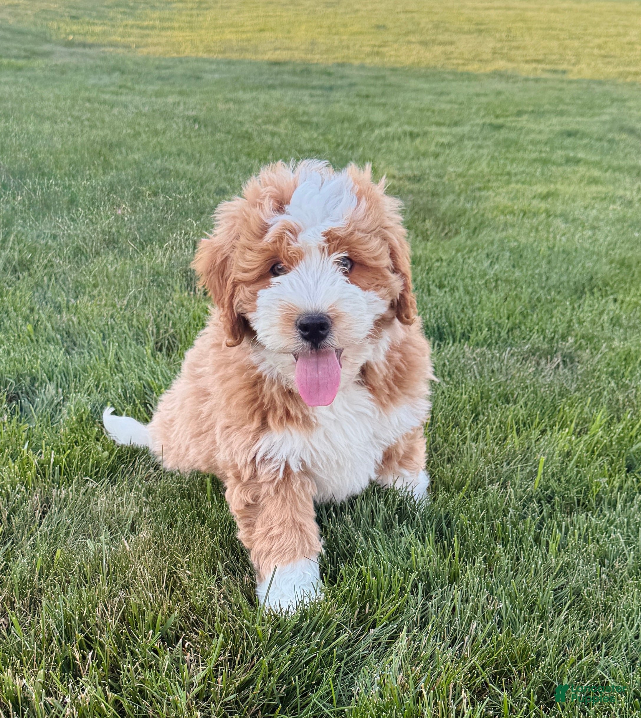 Bernedoodle dogs Myles - Ad 1