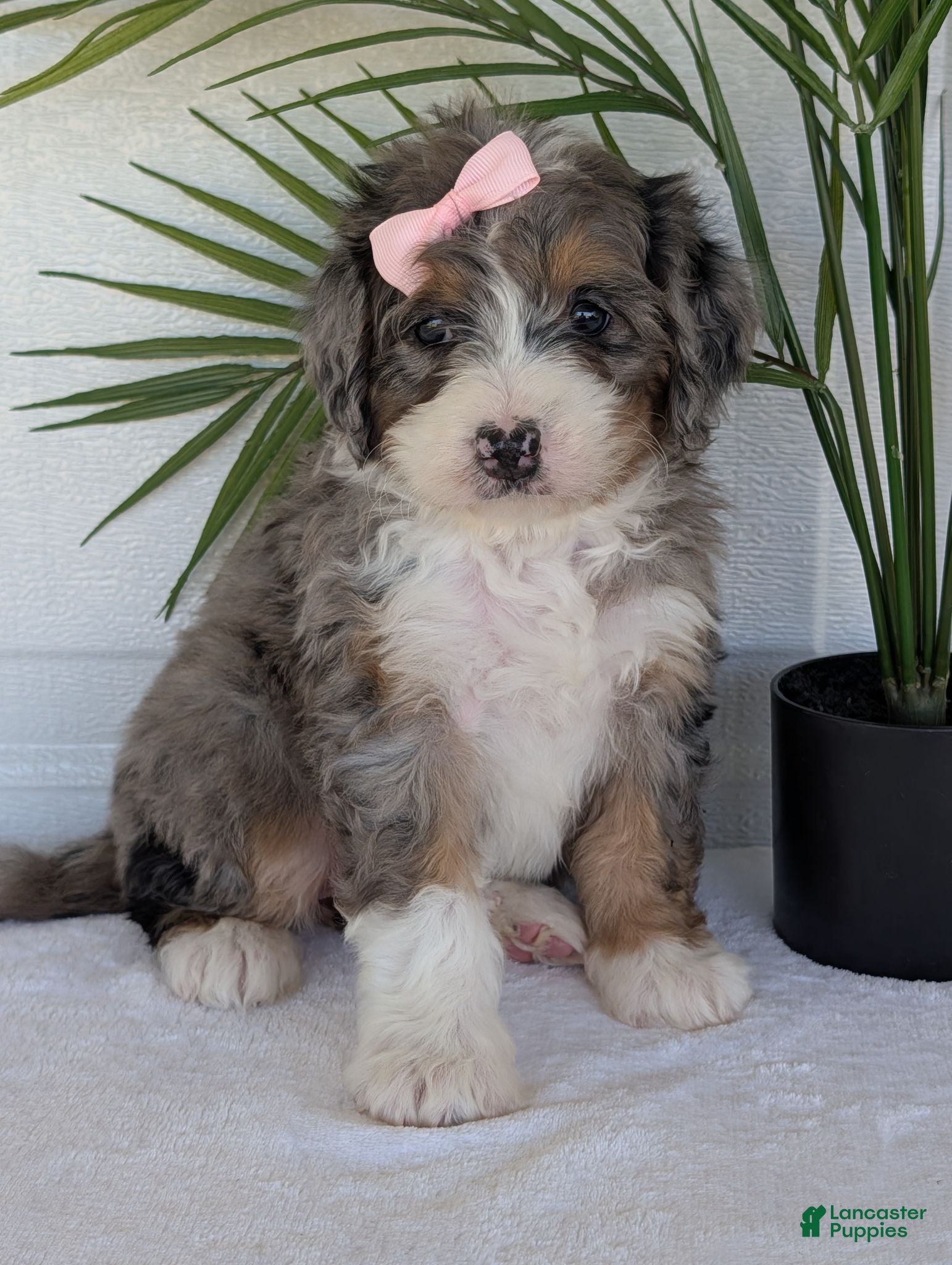 Mini Bernedoodle dogs Mini Abbie - Ad 6