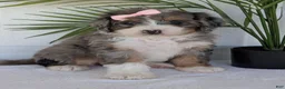 Mini Bernedoodle dogs for sale: Mini Abbie - Ad 1