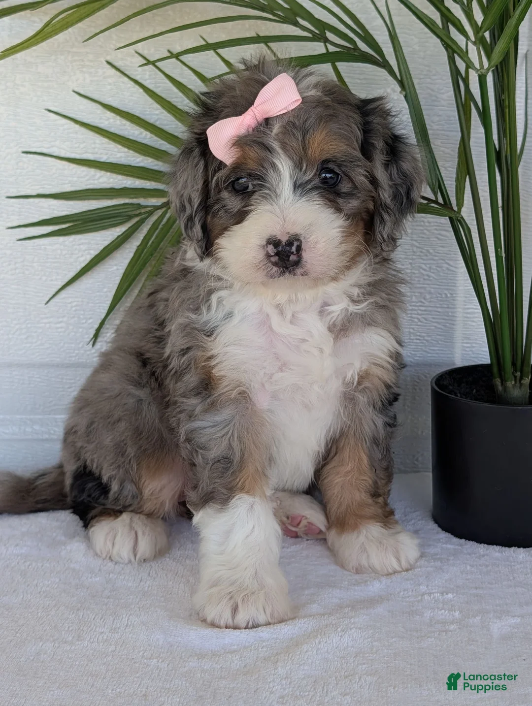 Mini Bernedoodle dogs for sale: Mini Abbie - Ad 1
