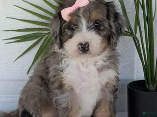 Mini Bernedoodle dogs Mini Abbie - Ad 6