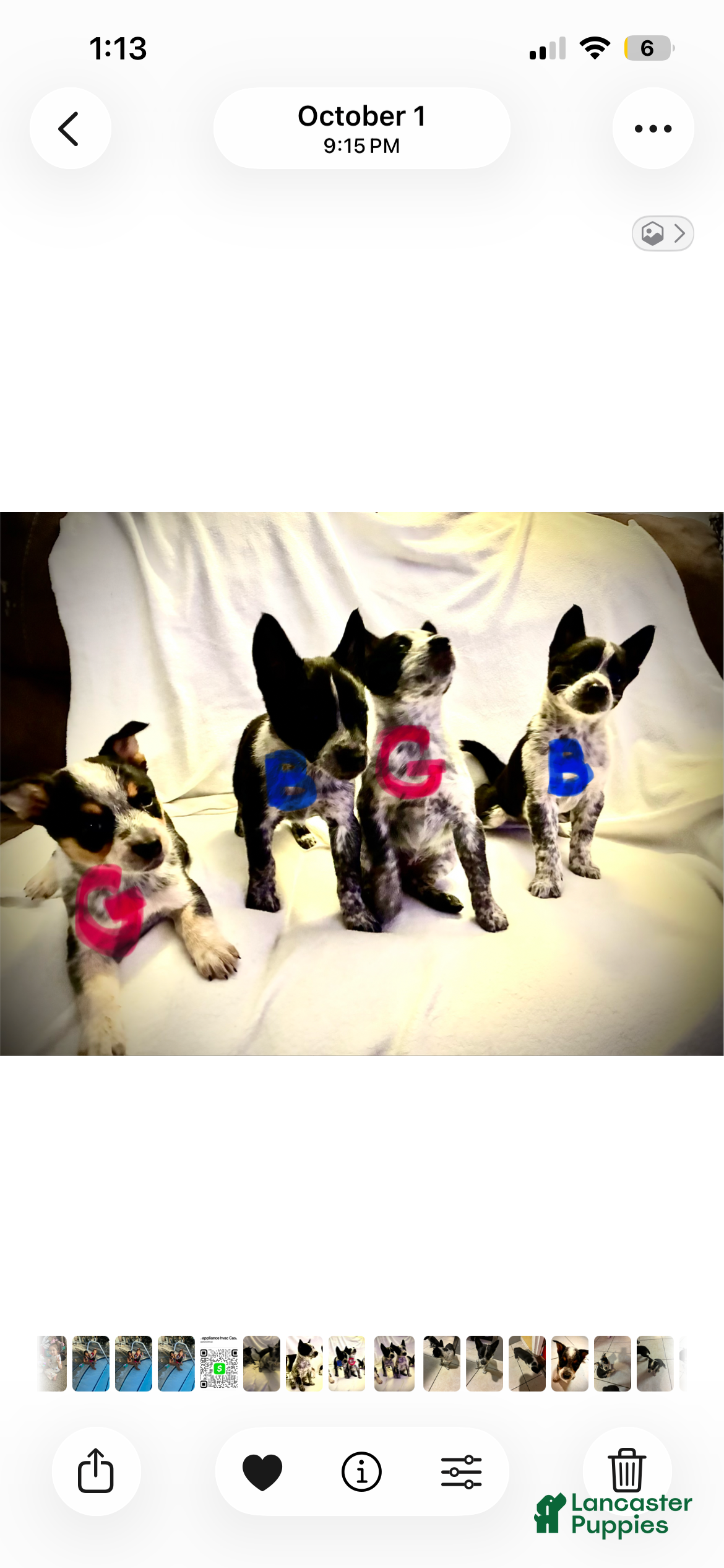 Australian Cattle Dog dogs for sale: Australian Cattle Dog 1 - Ad 11