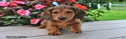 Miniature Dachshund dogs for sale: Viktor - Ad 2