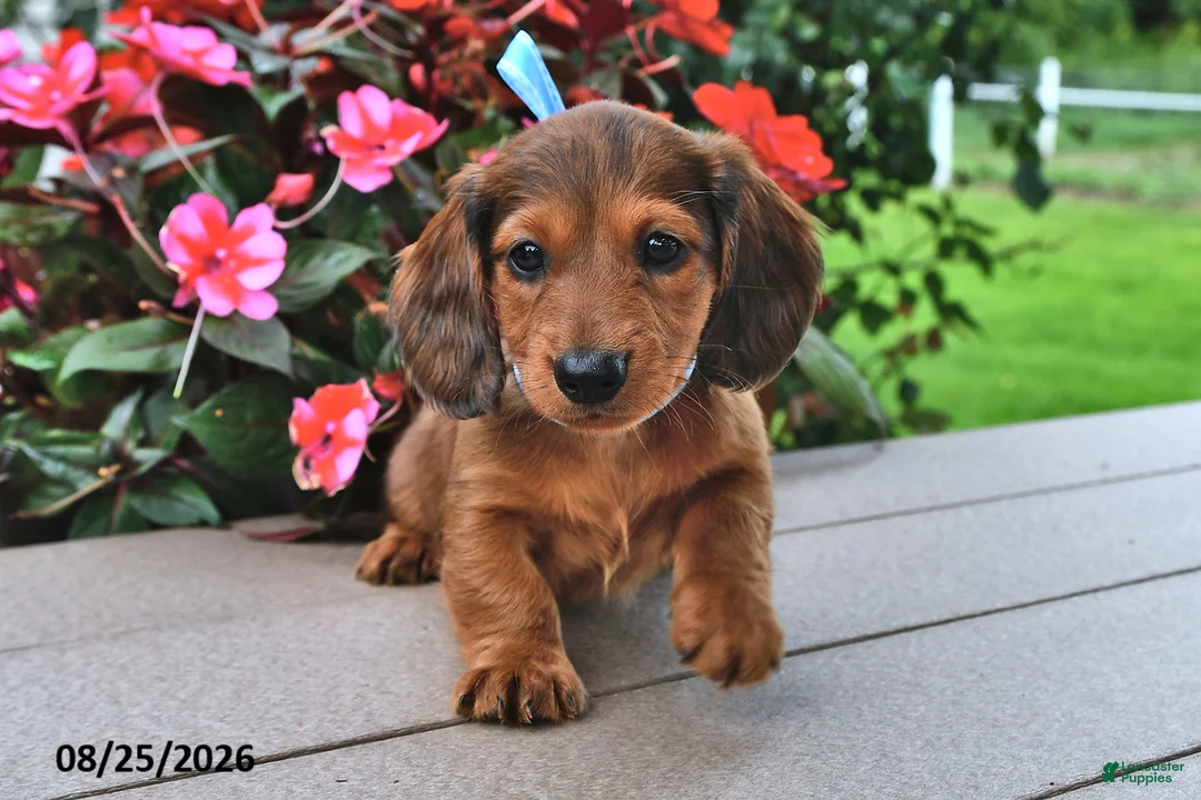 Miniature Dachshund dogs for sale: Viktor - Ad 2