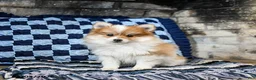 Pomeranian dogs for sale: Pumpkin - Ad 3