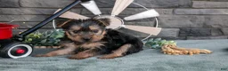 Yorkshire Terrier dogs for sale: Betsy - Ad 3