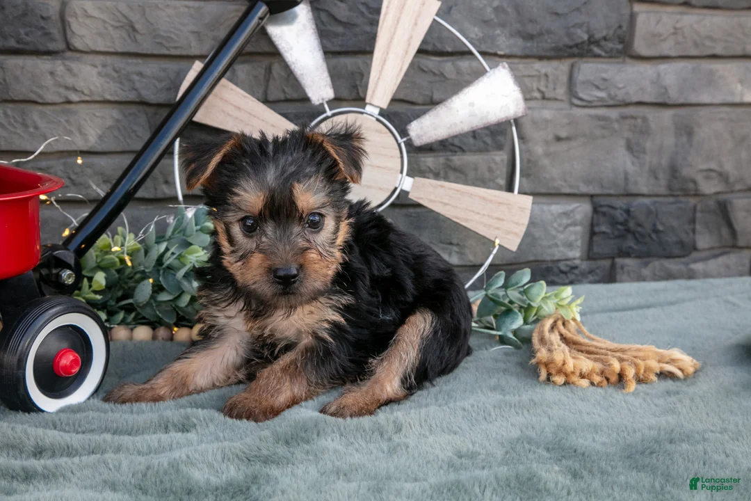 Yorkshire Terrier dogs for sale: Betsy - Ad 3