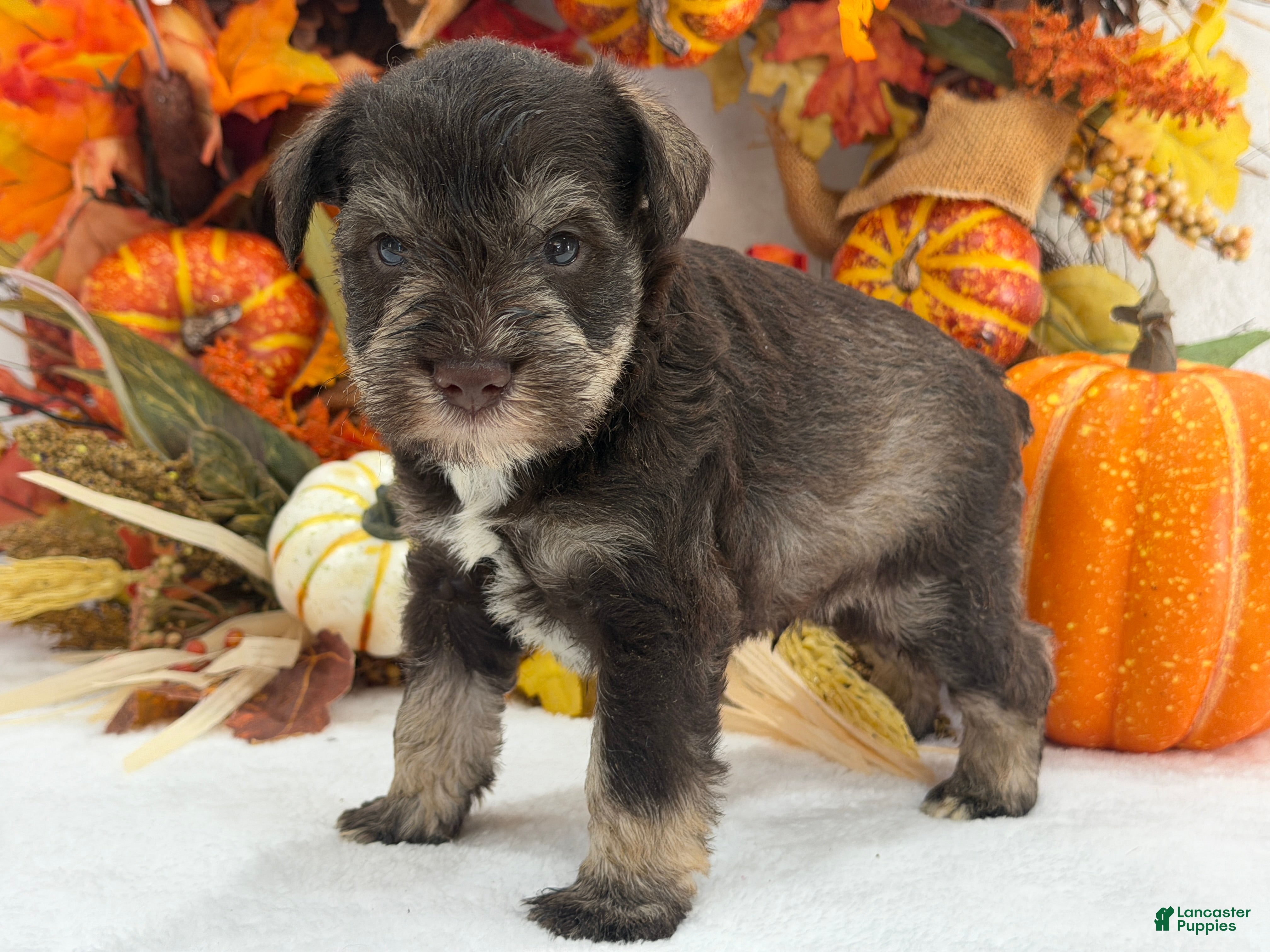 Miniature Schnauzer dogs for sale: Kora Male 1 - Ad 25