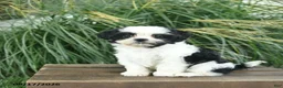 Mixed Breed dogs for sale: Merry  - Ad 3