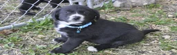 Mixed Breed dogs for sale: Barney - Ad 1