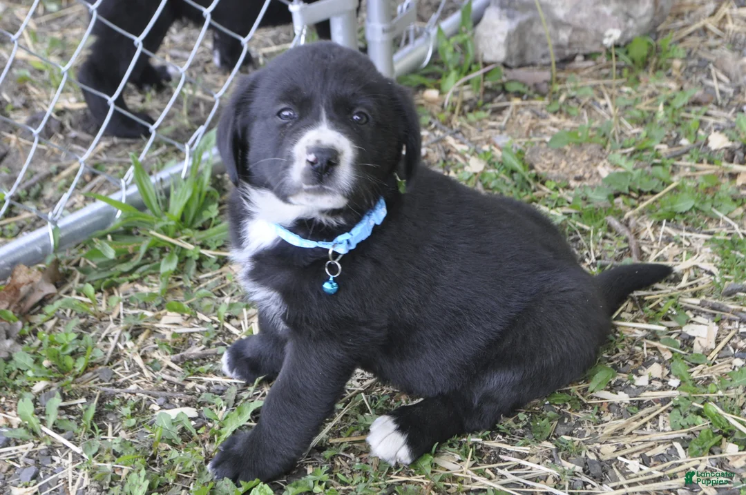 Mixed Breed dogs for sale: Barney - Ad 1