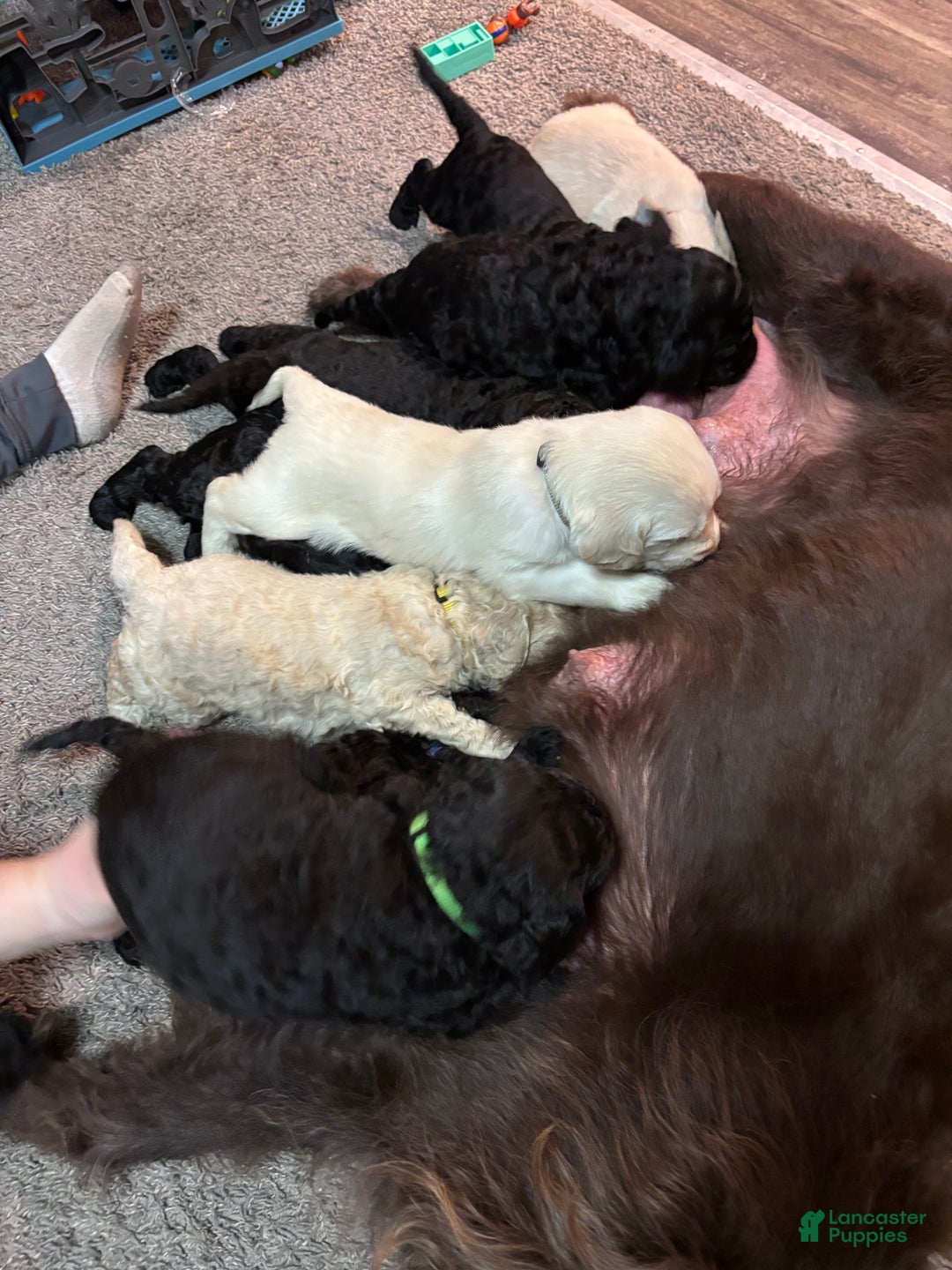 Labradoodle dogs for sale: Labradoodle Puppy 8 - Ad 7