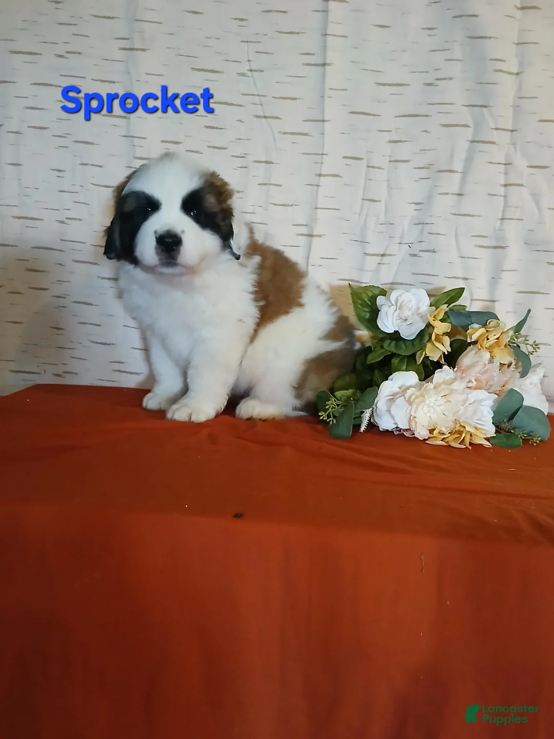 Saint Bernard dogs for sale: Sprocket  - Ad 1
