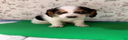 Mixed Breed dogs for sale: Wave - Ad 14