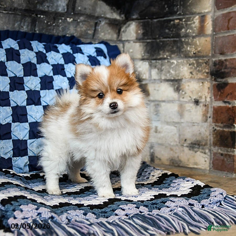 Pomeranian dogs Pumpkin - Ad 38