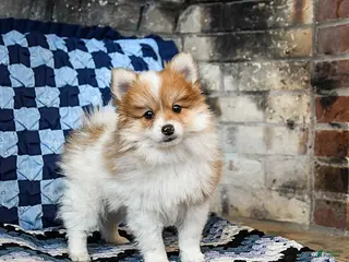 Pomeranian dogs Pumpkin - Ad 38