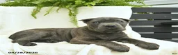 Cane Corso dogs for sale: Dusty  - Ad 5