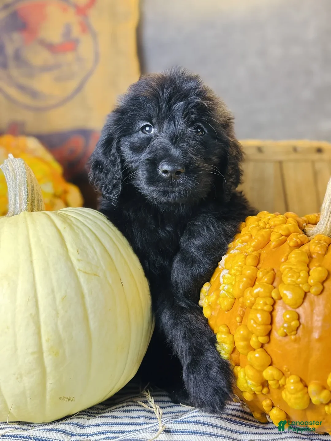 Goldendoodle dogs for sale: Cooper - Ad 1