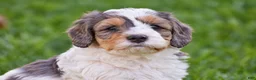 Mixed Breed dogs for sale: Sterling - Mini Bernedoodle - Ad 2
