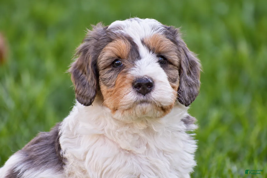 Mixed Breed dogs for sale: Sterling - Mini Bernedoodle - Ad 2