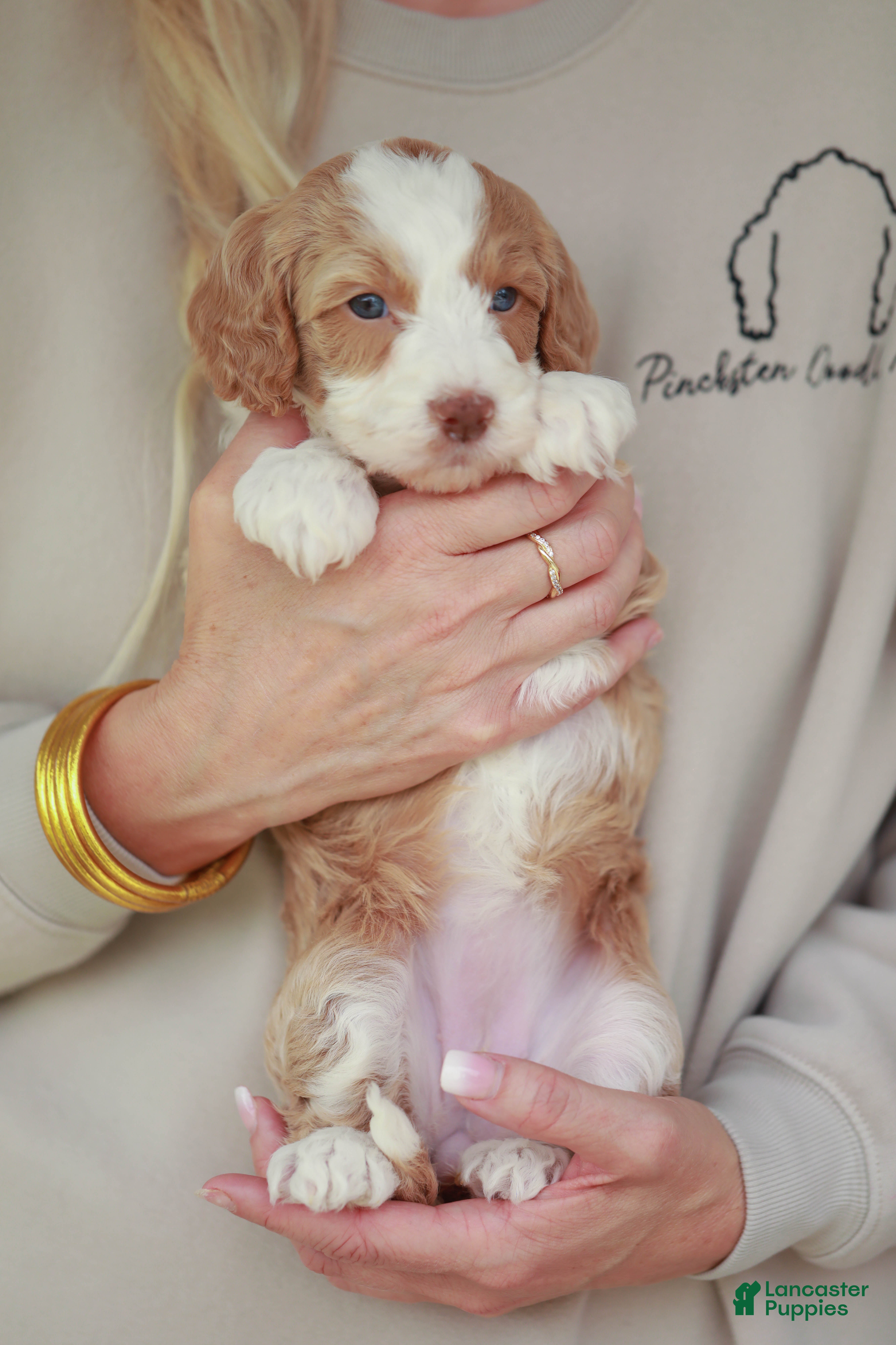 Bernedoodle dogs Cracker Jack - Ad 2