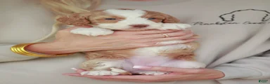 Cracker Jack
