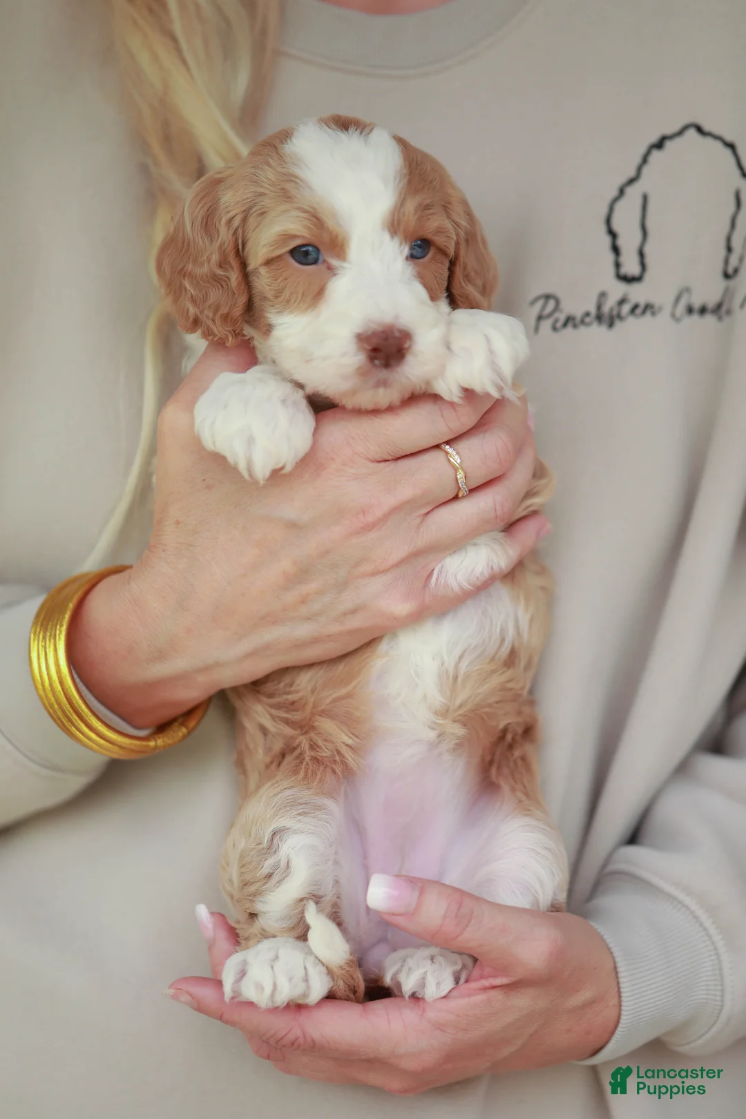 Bernedoodle dogs for sale: Cracker Jack - Ad 1