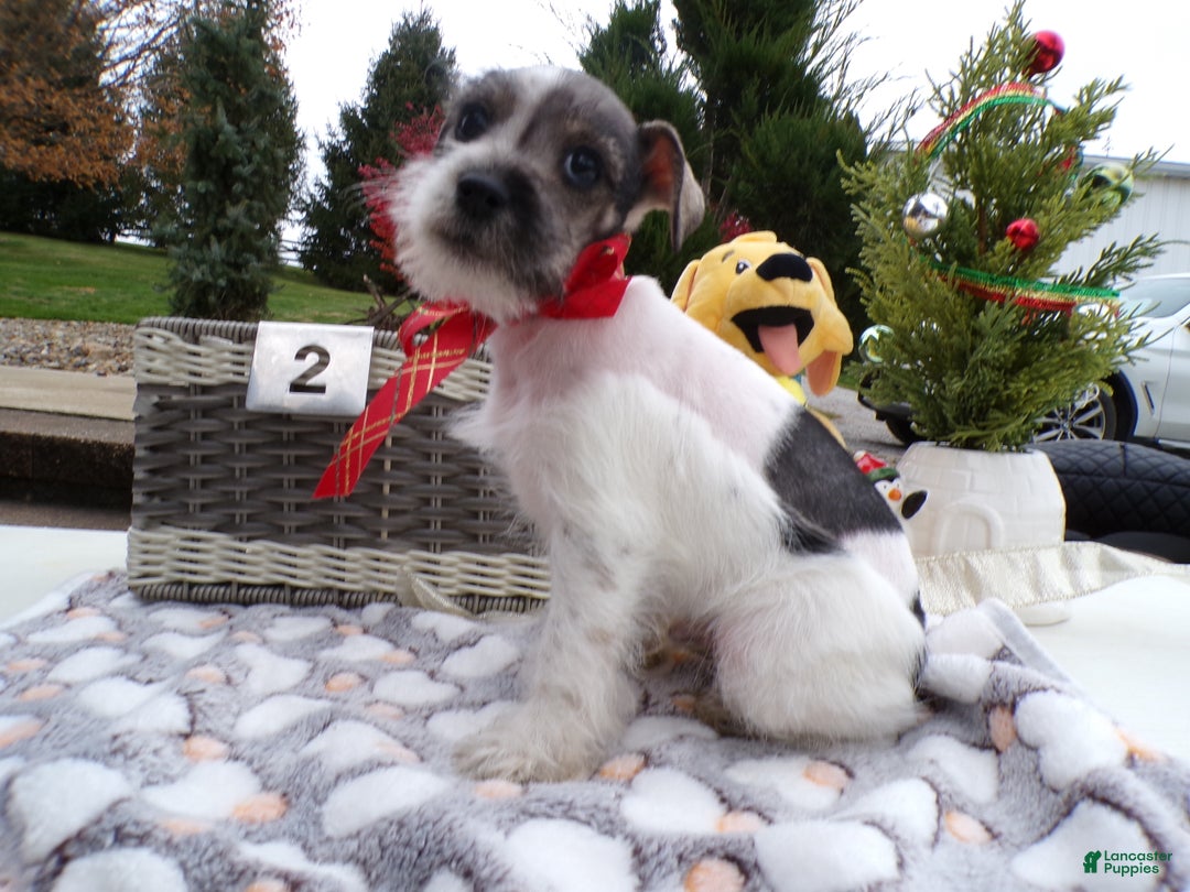 Schnoodle dogs for sale: Schnoodle Puppy 1 Sabrina - Ad 2