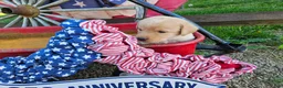 Labrador Retriever dogs for sale: Star - Ad 1