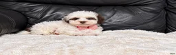 Toy Poodle dogs for sale: Koda - Ad 4