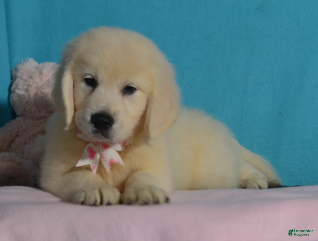 Golden Retriever dogs for sale: Toby - Ad 3