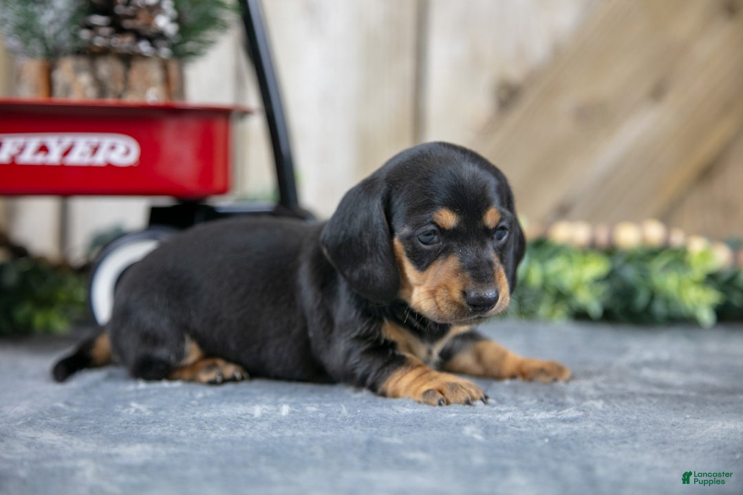 Miniature Dachshund dogs for sale: Shelly - Ad 2