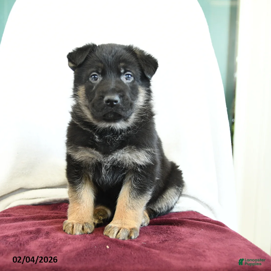 German Shepherd dogs for sale: Arty - Ad 1