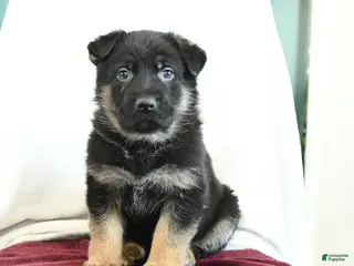 German Shepherd dogs Arty - Ad 8