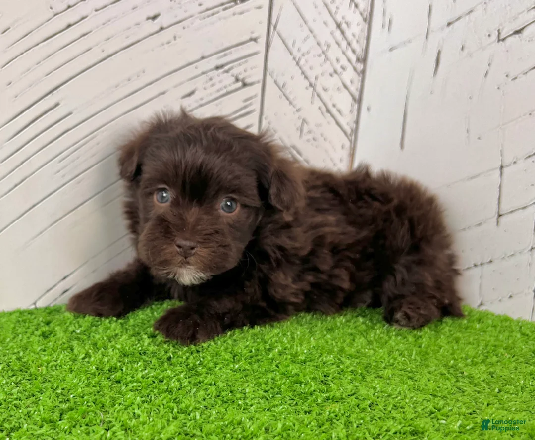 Havapoo dogs for sale: Mickey - Ad 3