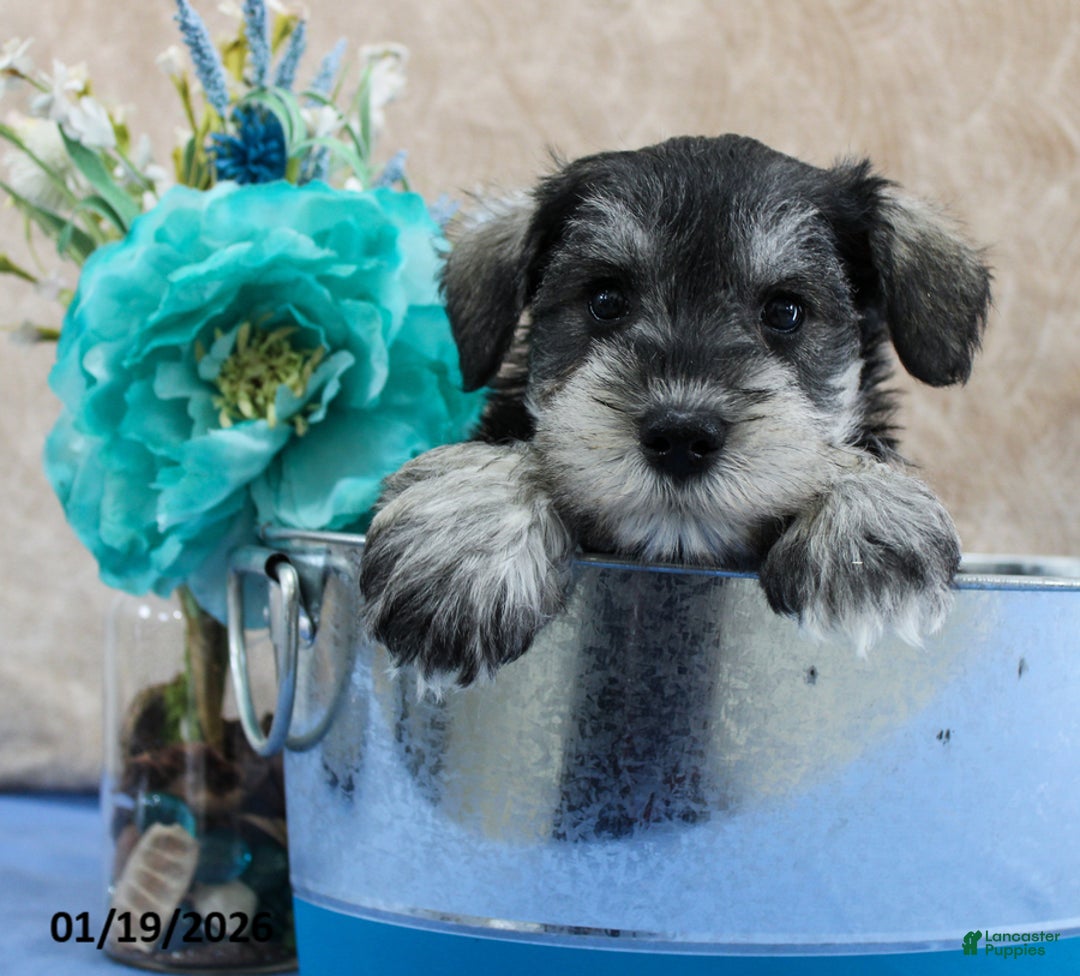 Miniature Schnauzer dogs for sale: Quip - Ad 4