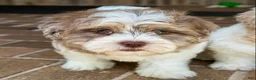 Shihpoo dogs for sale: Bennett - Ad 15