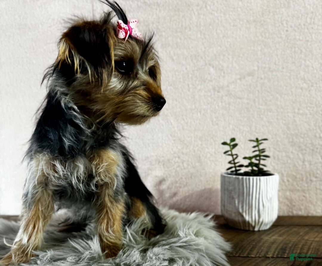 Yorkshire Terrier dogs for sale: Tarza - Ad 12