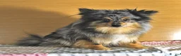 Pomeranian dogs for sale: Choco  - Ad 6