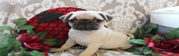 Pug dogs for sale: Calvin - Ad 4