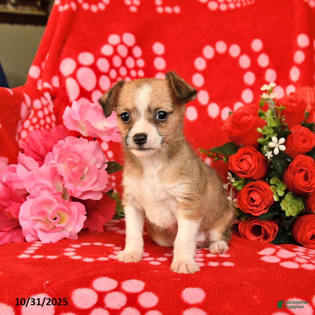 Mixed Breed dogs for sale: Patch  - Ad 7