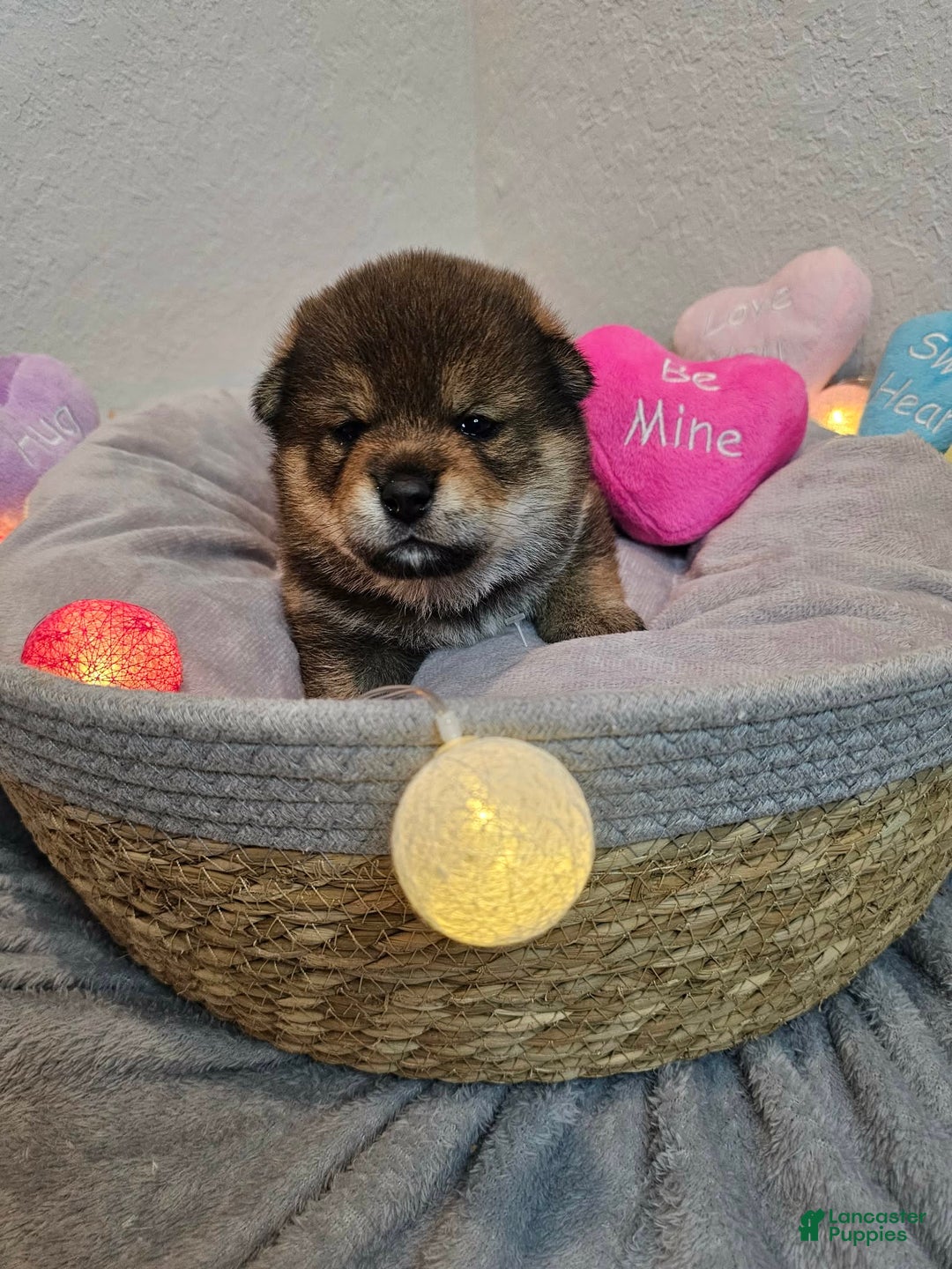 Shiba Inu dogs for sale: Aki - Ad 9