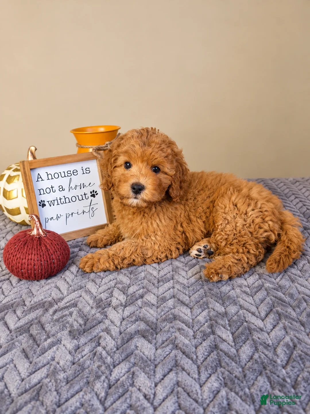 Cavapoo dogs for sale: Jack - Ad 2